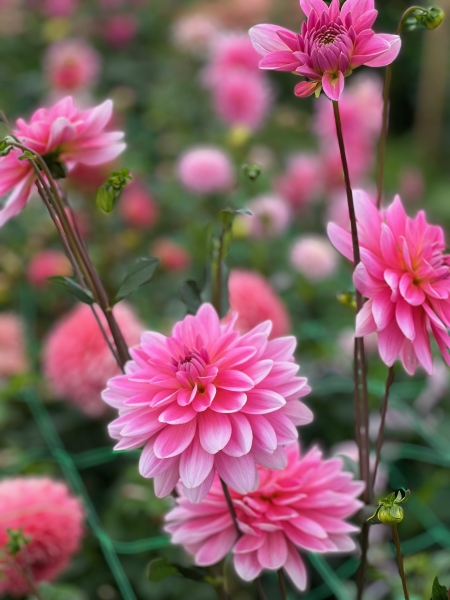 Dorset Dahlias